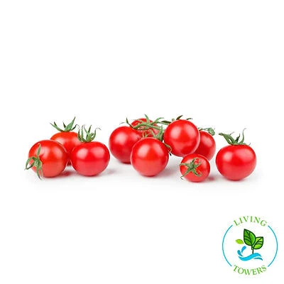 Bonnie Plants Tomato-Tidy Treats, 19.3 Oz Flavorful Tomato Snacks