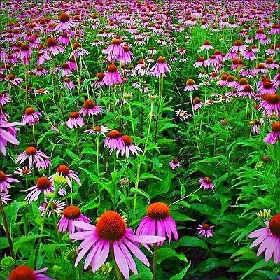 Premium 19.3 oz Echinacea Immune‑Boosting Extract – 4.5% Standardized Herbal Supplement