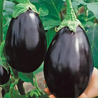 Bonnie Plants Black Beauty Eggplant, 19.3 Oz