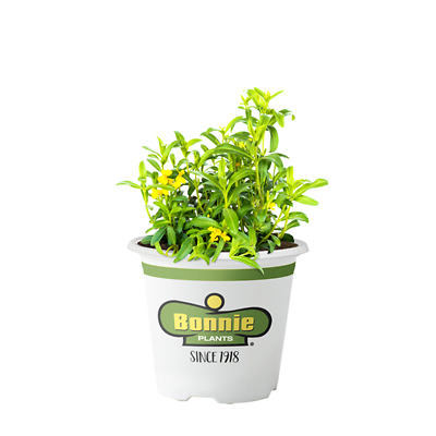 Bonnie Plants Dried Mexican Tarragon, 19.3 oz