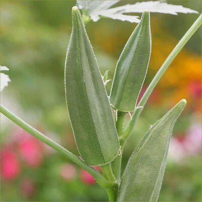 Bonnie Plants Okra Green Fingers, 19.3 oz Pack