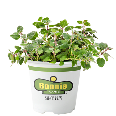 Bonnie Plants Premium Dried Oregano, Bulk Spice, 19.3 oz