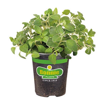 Dried Oregano, 19.3 oz Bulk Spice