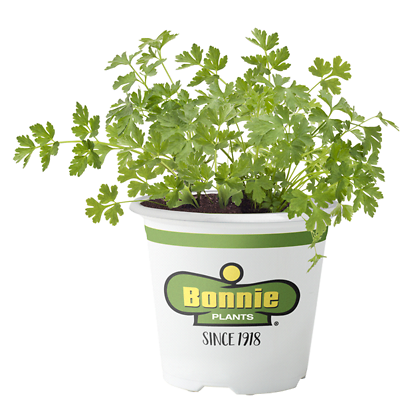 Flat Italian Parsley – 19.3 oz Dried Herb for Cooking & Garnish