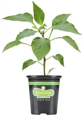 Bonnie Plants Pepper-Banana Fusion Sweet, 19.3 Oz Gourmet Snack