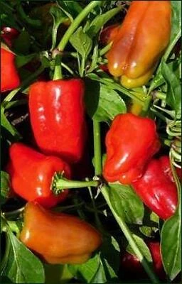 Pepper‑Cajun Belle Seasoning – 19.3 oz Gourmet Spice Blend
