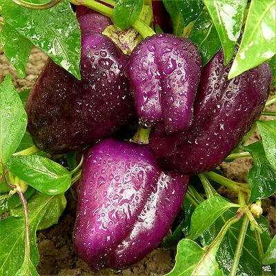 Bonnie Plants Purple Bell Pepper, 19.3 Oz