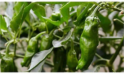Bonnie Plants Shishito Peppers, Fresh Mild Green Pepper, 19.3 Oz
