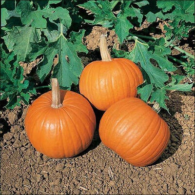 Wee B Little Pumpkin Baby Food Puree – 19.3 oz Organic Blend