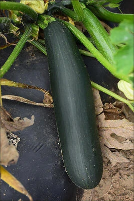 Bonnie Plants Black Zucchini Summer Squash, 19.3 oz