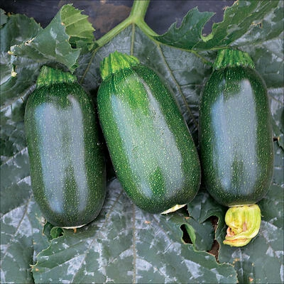 Bonnie Plants Fresh Green Zucchini, 19.3 oz Summer Squash