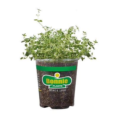 Bonnie Plants - English Thyme Leaves – 19.3 oz (550 g) Premium Dried Herb