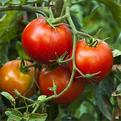 Better Boy Tomato Sauce – 19.3 oz