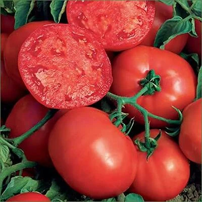 Bonnie Plants Better Bush Tomato Plant, High-Yield Variety