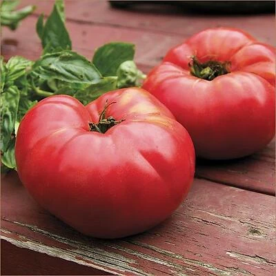 German Johnson 19.3 oz Premium Tomato Sauce – Rich, All‑Natural Flavor