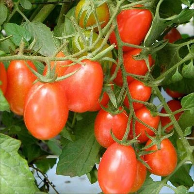 Tami G Tomato‑Grape Juice – 19.3 oz Refreshing Blend