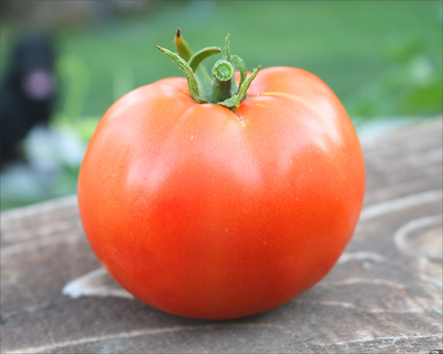 Heatmaster 19.3 oz Tomato Sauce – Rich, Ready‑to‑Heat Flavor