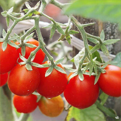 Bonnie Plants Husky Cherry Red Tomato Planter, 2.5 Gal