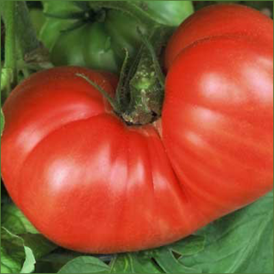 Bonnie Plants Goliath 2.5-Gal Tomato Bush Planter Pot