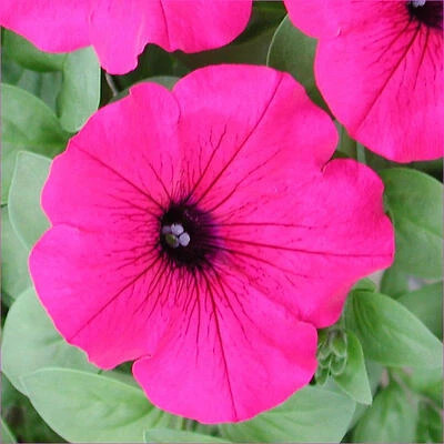 Magenta Petunia Seeds – 25‑Ounce Bulk Pack
