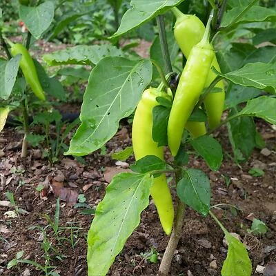1.19 Qt Pepper‑Banana Sweet – Refreshing Flavor Blend