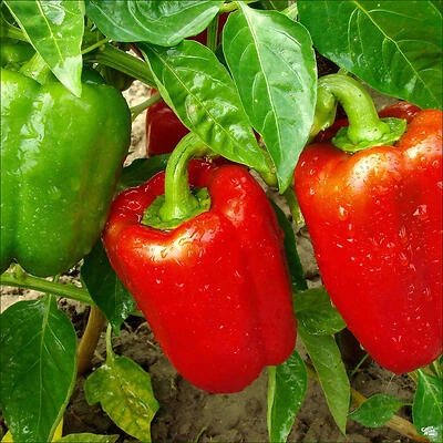Red Bell Pepper Shaped Storage Container, 2.32 Qt.