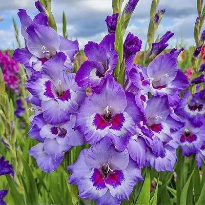 Premium 6‑Count Gladiolus Bulb Pack – MX Variety for Stunning Garden Displays