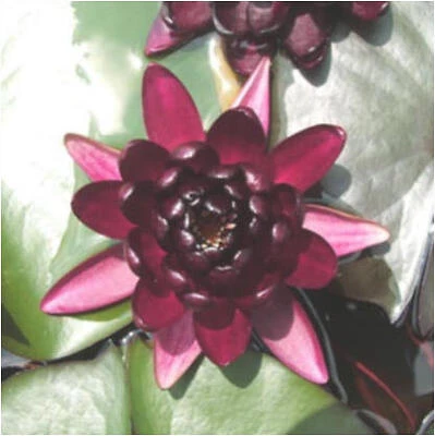 NS Premium Lily Bulb 14‑16 cm – Vibrant Spring Flower