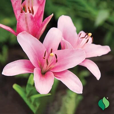 Hardy Lily – NS PLNT Vividi