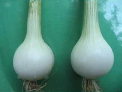 Premium White Bermuda Onion – Sweet, Crisp Bulb for Gourmet Cooking