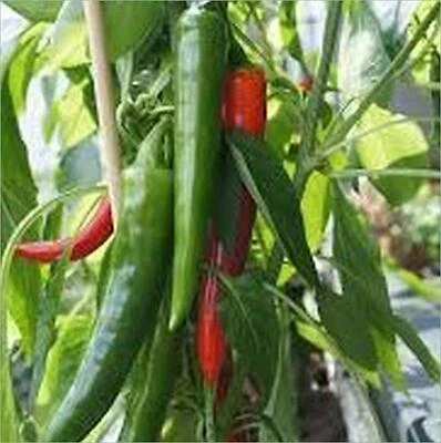 Pepper-Serrano