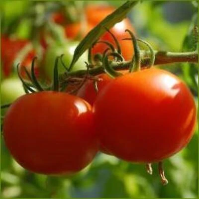 2.32‑Quart Tomato Celebrity Storage Container – Fresh‑Keep Design