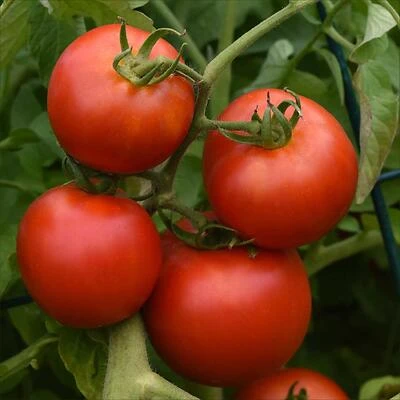 Bonnie Plants Early Girl Bush Tomato Seeds, 2.32 Qt