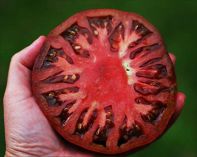 Tomato-Cherokee Purple Heirloom