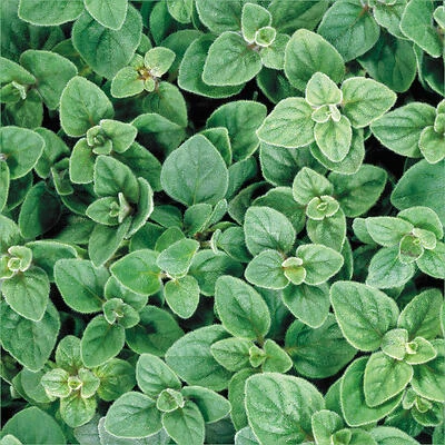 Oregano-Greek (Organic)