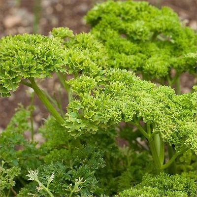 Fresh Curled Parsley – 14.6 oz Bag
