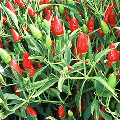 Bonnie Plants - Thai Ornamental Pepper – 19.3 oz Pack of Dried Chili Pods