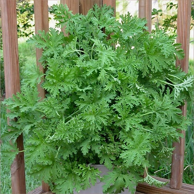 2.32‑Quart Citronella Mosquito Repellent Spray