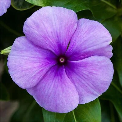 Vinca Blue