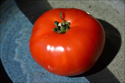 1.19-Quart Bush Early Girl Tomato Plant – Compact Fresh-Harvest Variety