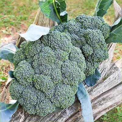 Bonnie Plants Broccoli Green Magic Beverage, 1.19-Quart Bottle