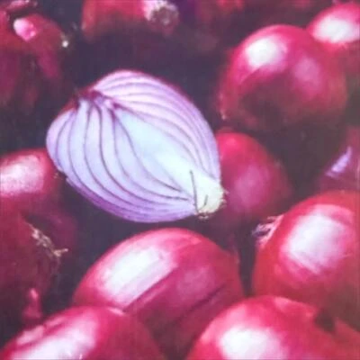 Onion-Red Ruby