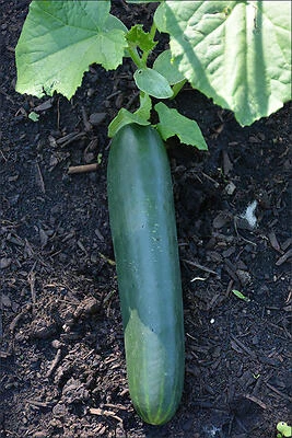 Bonnie Plants 1.19 Qt Straight Cucumber Slicer, Model 8