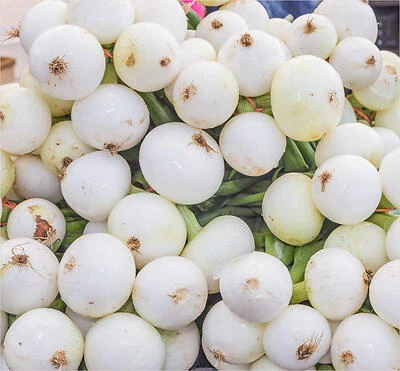 Onion-White Spanish