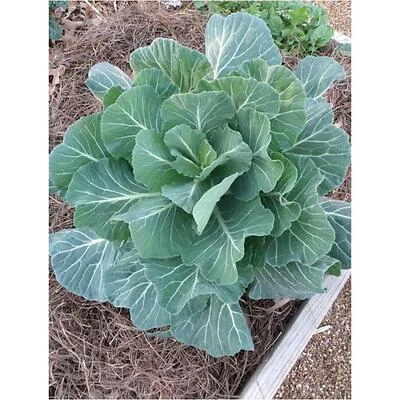 Bonnie Plants Georgia Hybrid Collard Greens Seed Packet, 19.3 oz