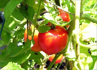 Tomato-Creole