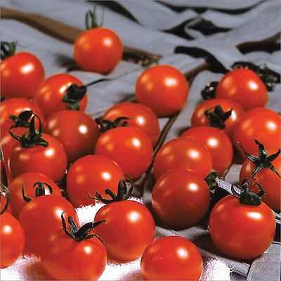 Tomato-Sweet Million