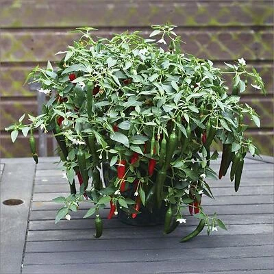 Pepper-Cayennetta