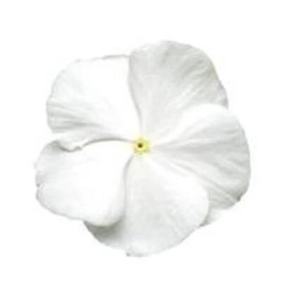 Vinca-Generic