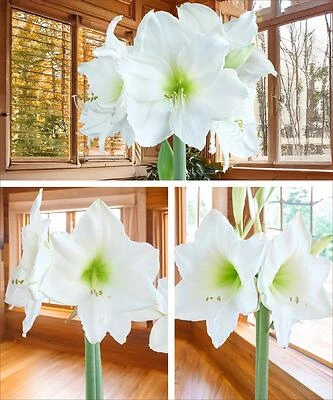 Amaryllis Kit White A910W001